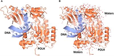 Early Drug Discovery and Development of Novel Cancer Therapeutics Targeting DNA Polymerase Eta (POLH)